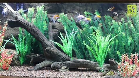 petland fish|Salt Lake City Aquatics Department: Fish, Tanks & Aquarium .